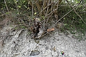 VBS_3164 - Mango (Cuneo) - Gnomovia